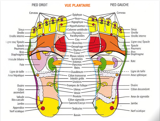 Notre corps possède la représentation de nos organes sous nos pieds à Montluel